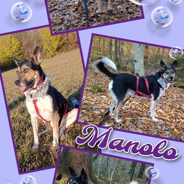 lieber Rüde Manolo auf PS 81475 — Mischling