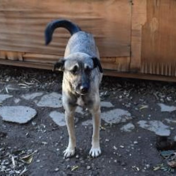 Minka, offene Hündin sucht neue Familie — Devon Rex