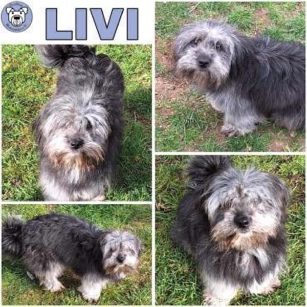 LIVI -sanfte, liebevolle Hündin- — Mischling