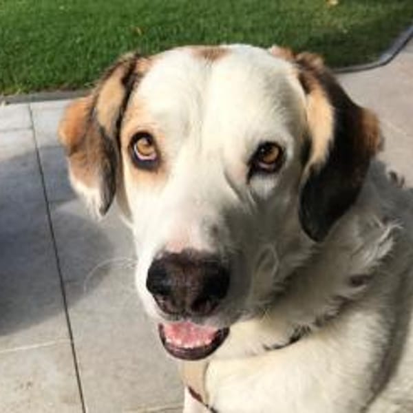 Frank -  auf PS in 53947 Nettersheim — Maremmano-schäferhund-