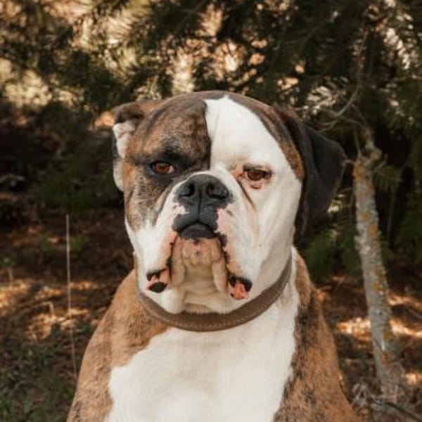 Taffe Menschen zum Anlehnen gesucht — Boxer  Bulldogge