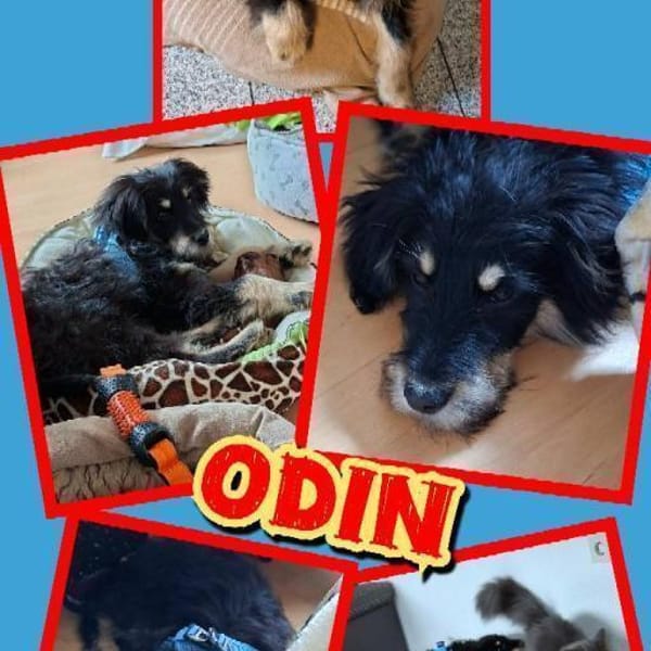 sehr lieber, toller Odin auf PS 91286 — Mischling