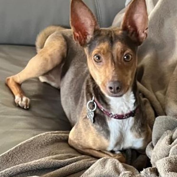 Kleopatra -  total verwahrlost gefunden — Podenco