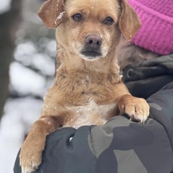 Liora — Dackel- Terrier