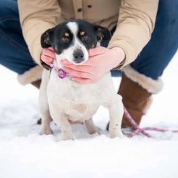 Samsara — Jack Russel