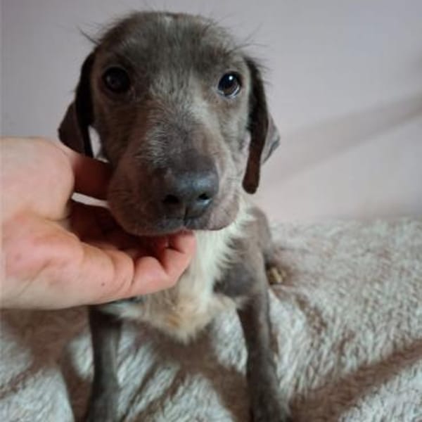 Silver, sanfter Kämpfer, ca. 3 Jahre — Mischling