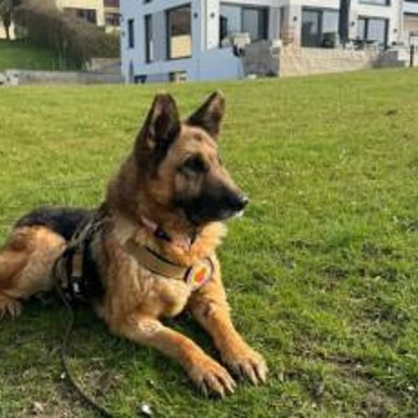 Besondere Hündin Astra sucht ihr Glück — Schäferhund-