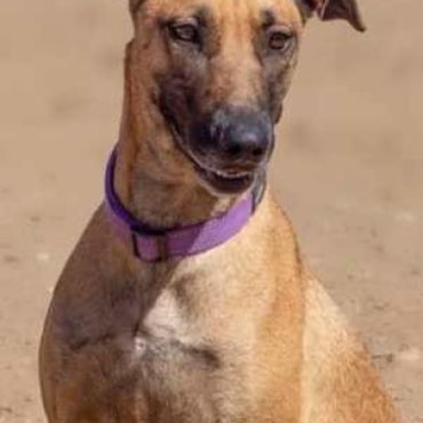 Arabia - völlig ausgehungert gefunden — Malinois