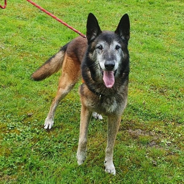 OAA19973 LAÏKO — Malinois