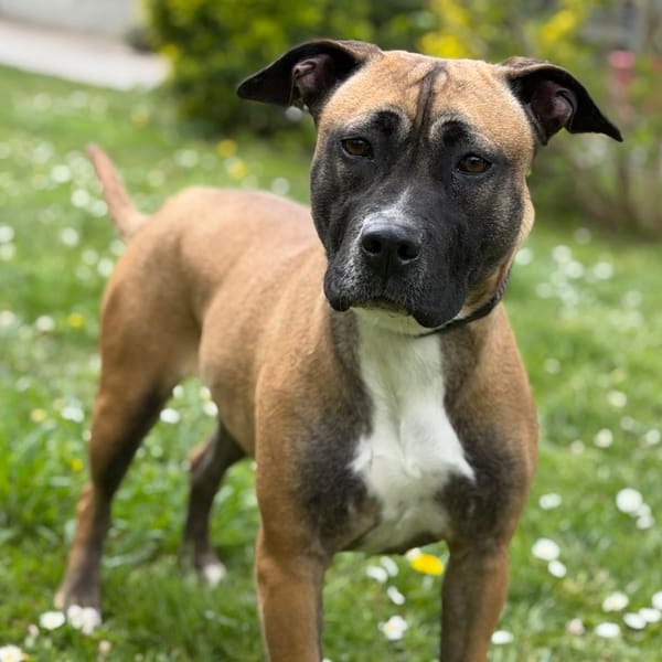 Maggie CAA15067 — Croisé / Autre