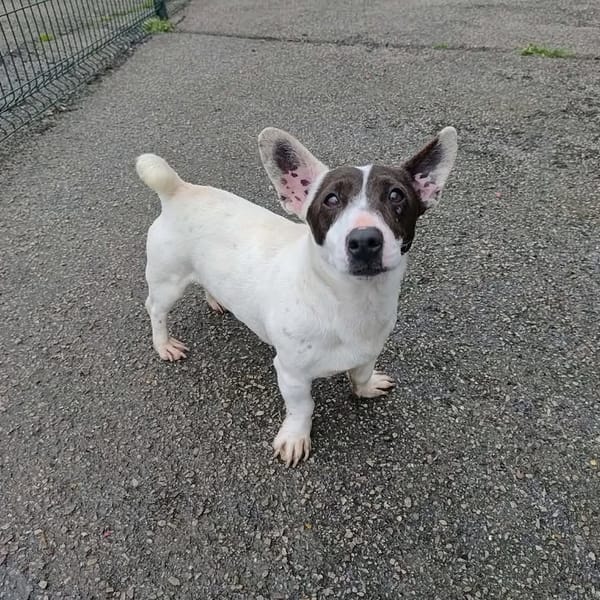 Dan — Jack Russel Terrier