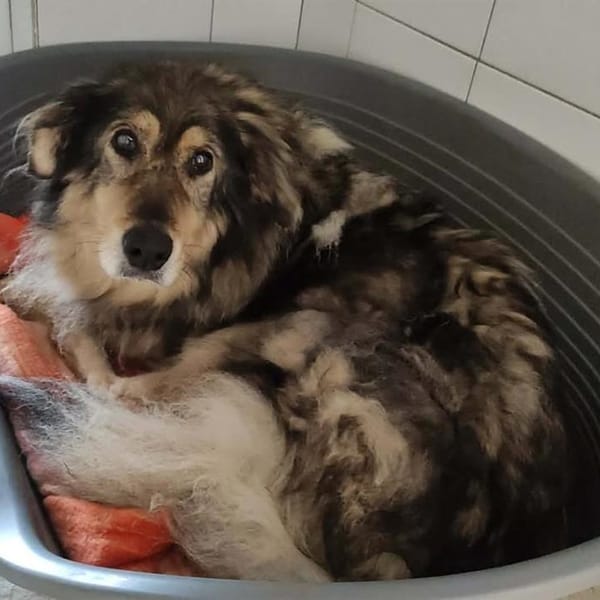 HAPPY — Croisé / Autre