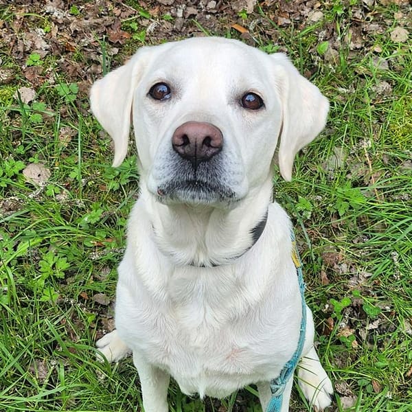 VANILLE — Labrador Retriever