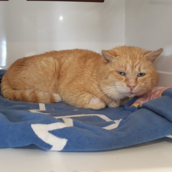 OBELIX (FIV+) — Européen