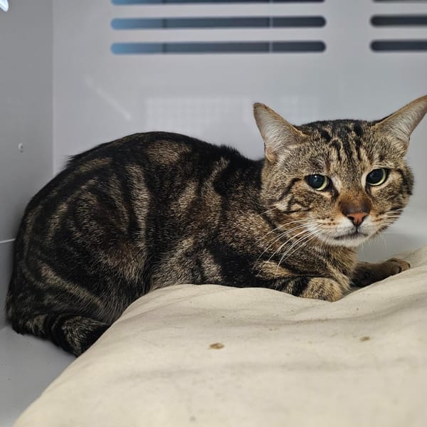 BENGAL — Européen