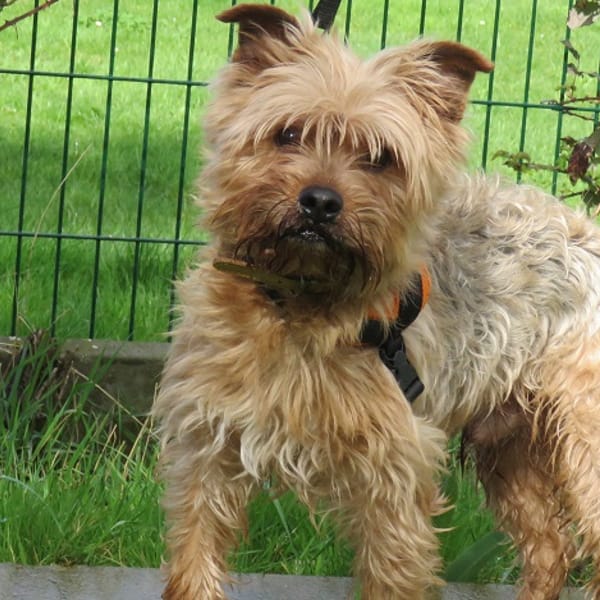Merlin — Yorkshire Terrier
