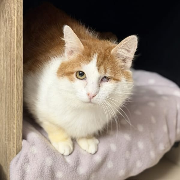 Soleo CAB5136 — Européen