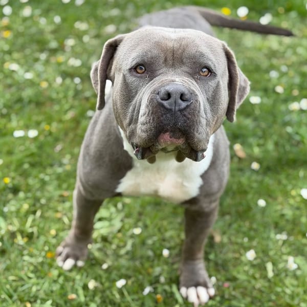 Bul-Chi CAA15068 — American Bully