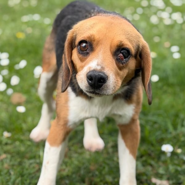 Joelle CAA15066 — Beagle