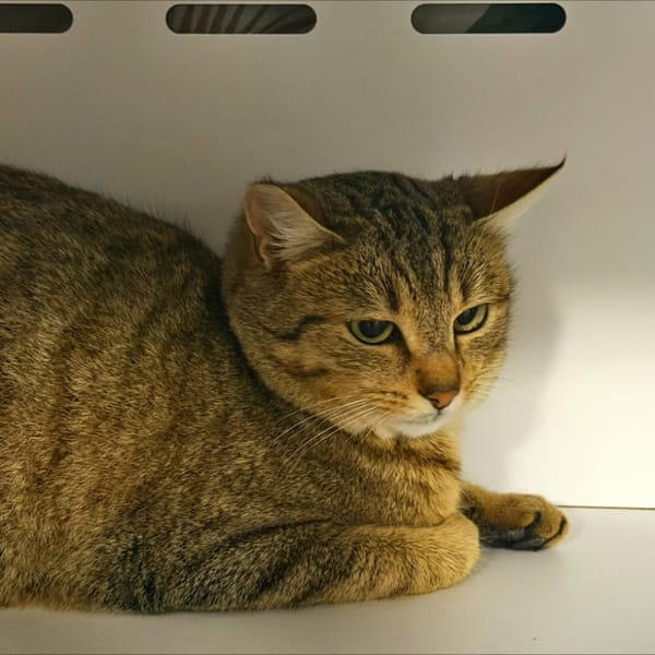 Belette — Européen