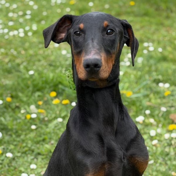Dobby CAA15072 — Dobermann