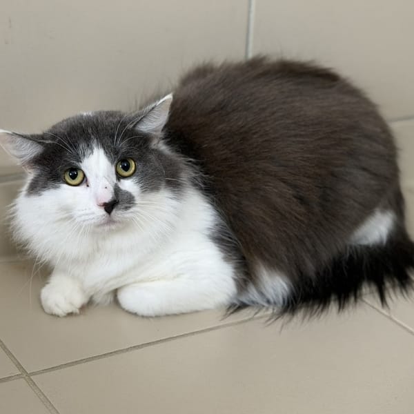 Bouba CAB5344 — Européen