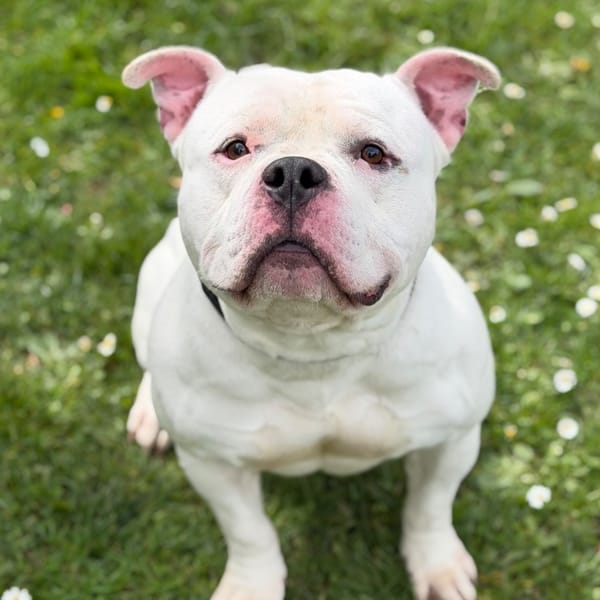 Houston CAA15071 — Bouledogue Américain