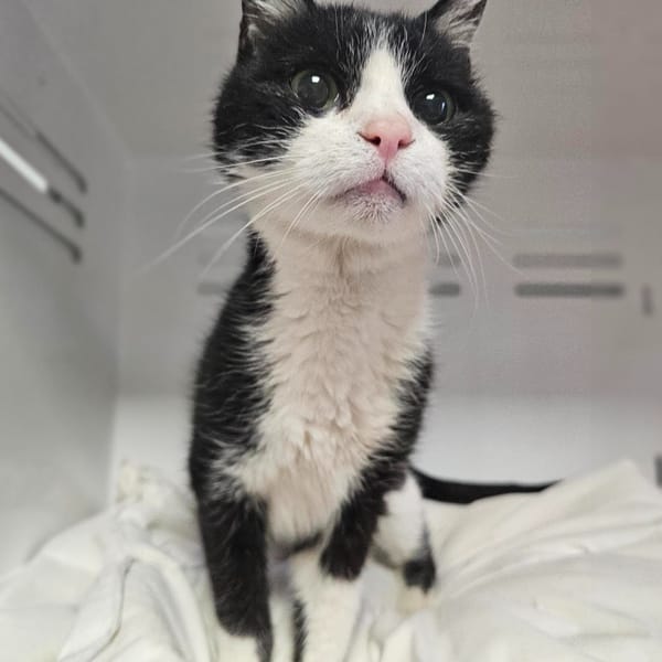 Mistigri — Européen