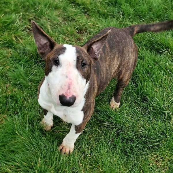 ARLETTE — Bull Terrier