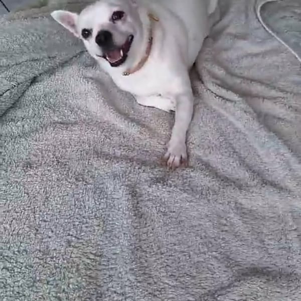 Poupi petite chihuahua pleine d'amour — Chihuahua