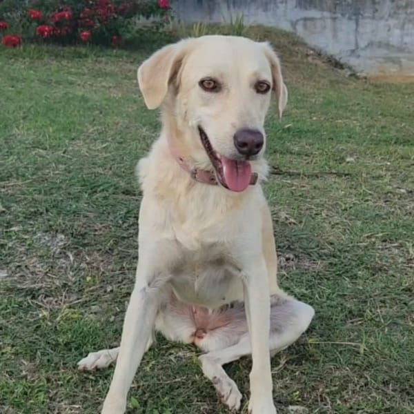 Suzie la belle et douce louloute — Croisé
