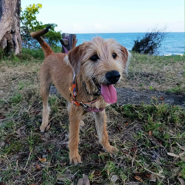 Youpi bébé joyeux — Unknown