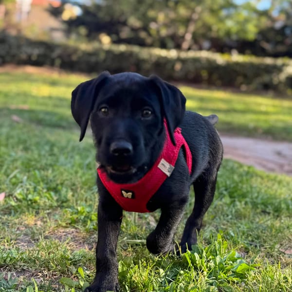 Sunday — Braque Allemand