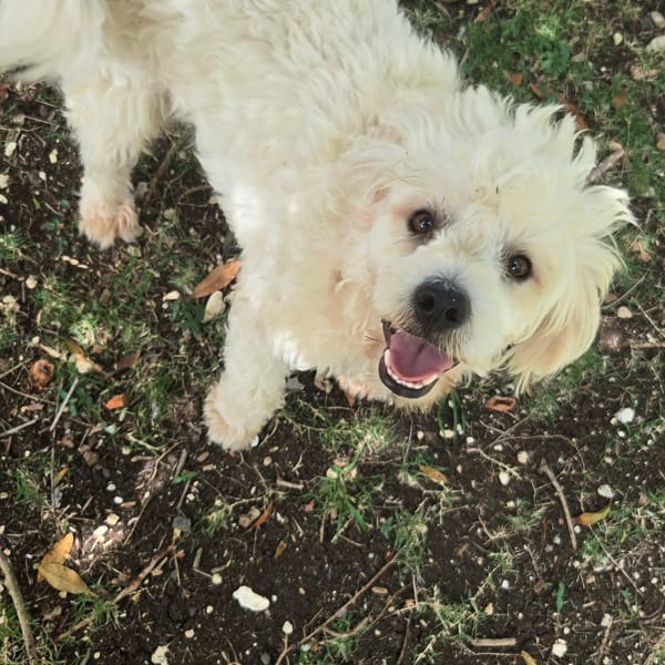 Loulou le foufou — Bichon Maltais