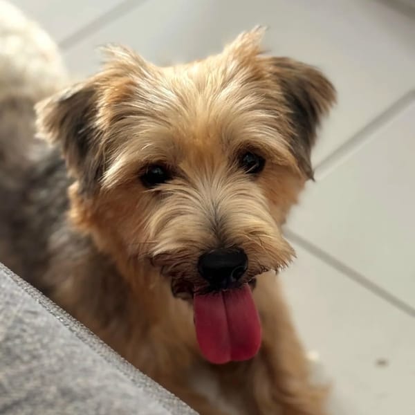 VAHINÉ ✨️ 🐶 — Yorkshire Terrier
