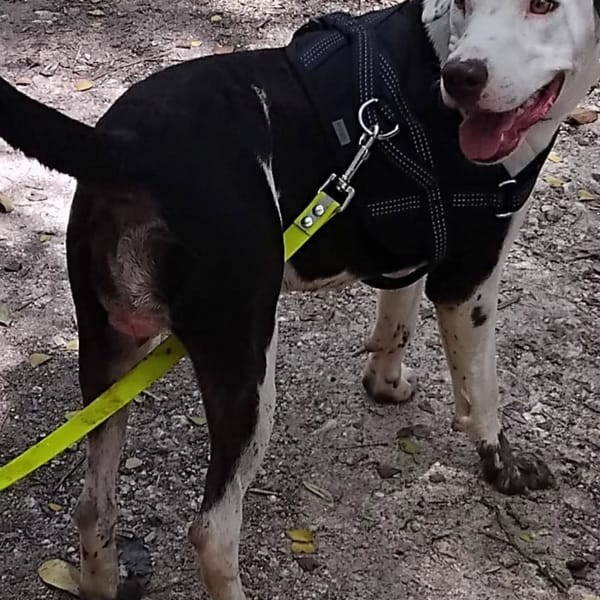 ✨️ DENISE ✨️ 🐶 — Croisé