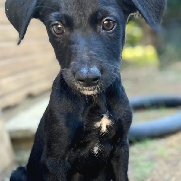 ✨️ MAKI ✨️ 🐶 — Croisé