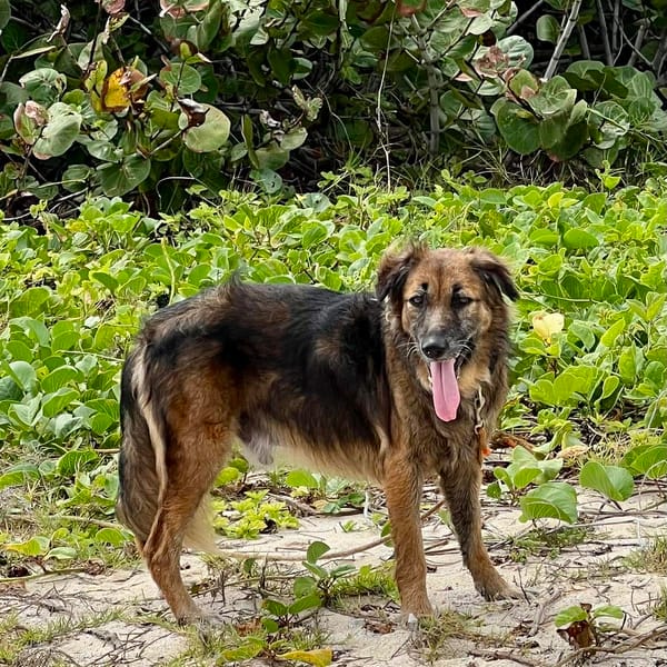 Bobby le timide — Unknown