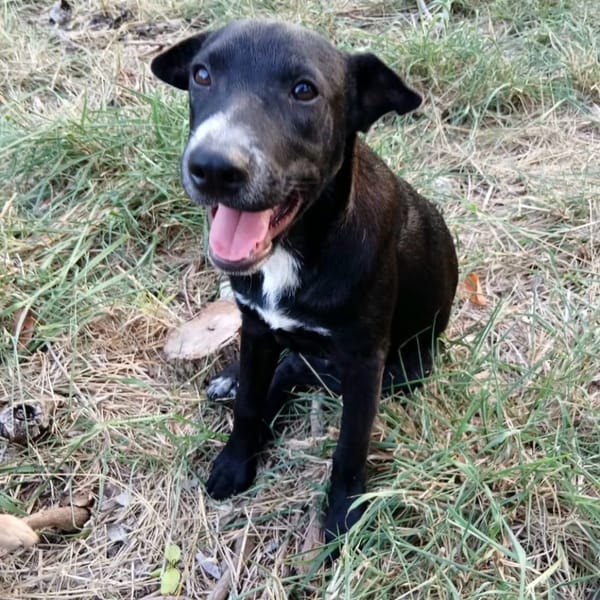 ✨️ VITO ✨️ 🐶 — Croisé