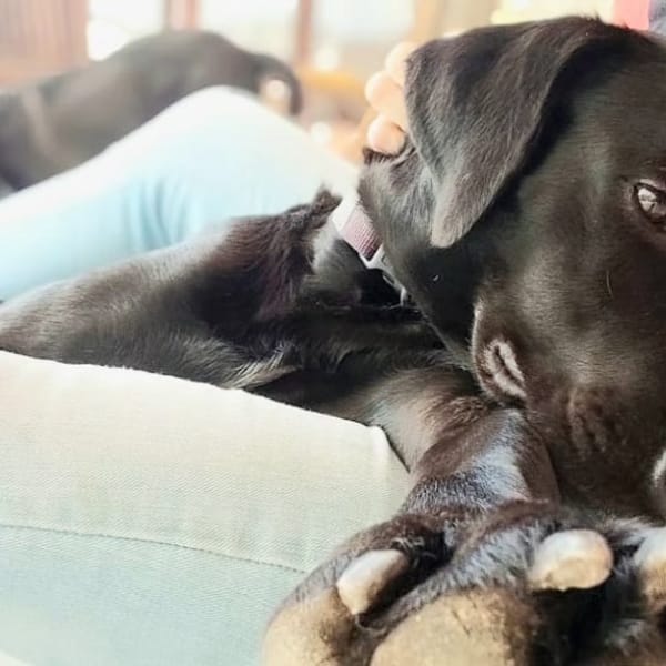 ✨️ TAORMINE ✨️ 🐶 — Labrador Retriever