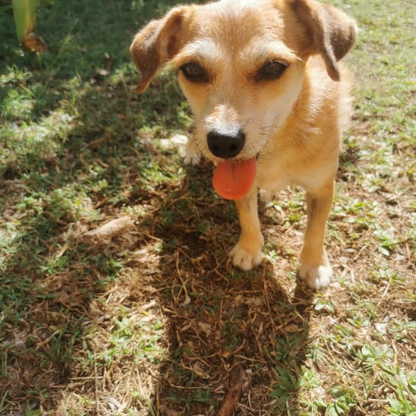 À L’ADOPTION, YOLA, adorable petite femelle BERGER CREOLE de couleur fauve — Croisé