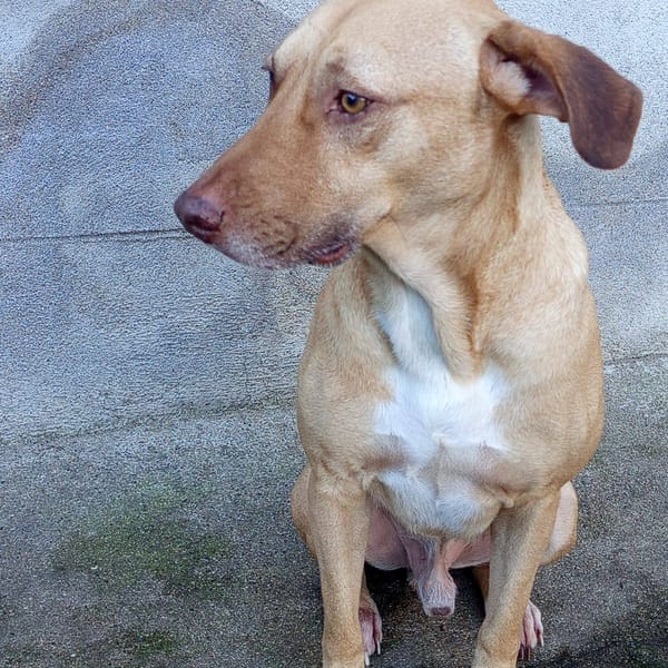 Fifi, mâle croisé berger, né le 15/06/2022 🐶 — Croisé