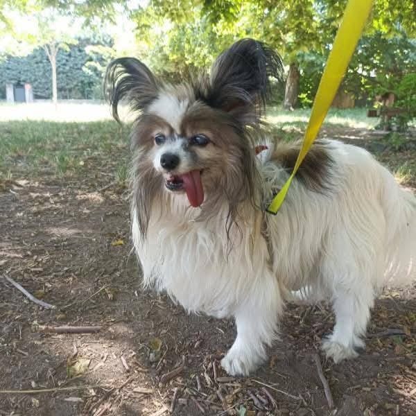 Diane — ÉPagneul Nain Continental