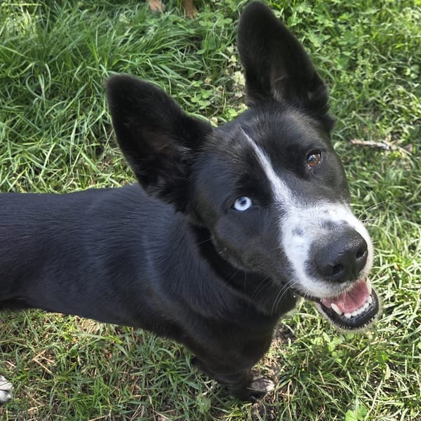 TALIA — Border Collie