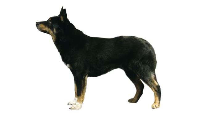 Adesivo 'Attenzione Al Cane' Con Cane Finlandese Della Lapponia, Plastificato, 200x133 Mm, Per Esterno, Prodotto In Francia