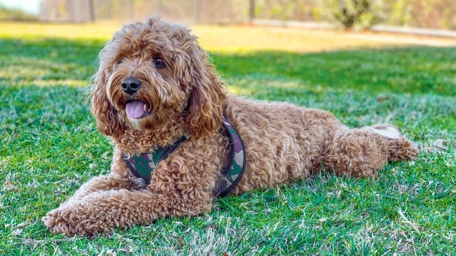 Foto: perro adulto raza Cavapoo