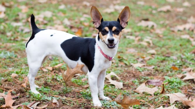 Foto: perro adulto raza Rat Terrier