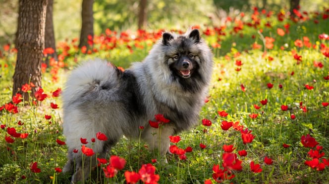Foto: perro adulto raza Spitz lobo