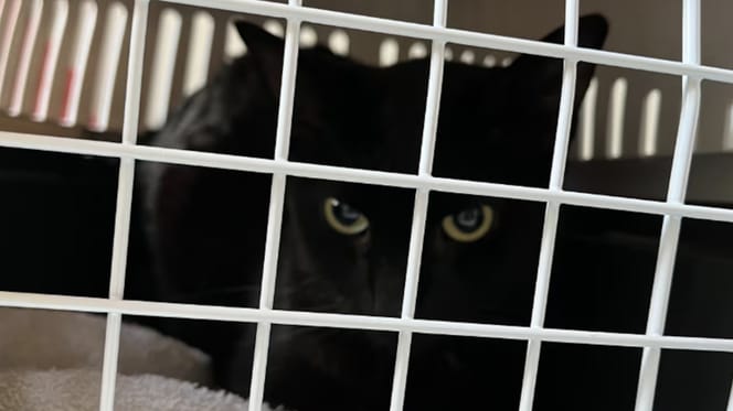 1 van de verwaarloosde katten van de vrouw in Breda
