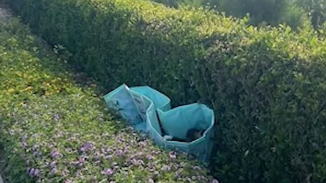 10 cachorros abandonados